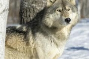 Liczenie wilków i rysi w mazurskich lasach
